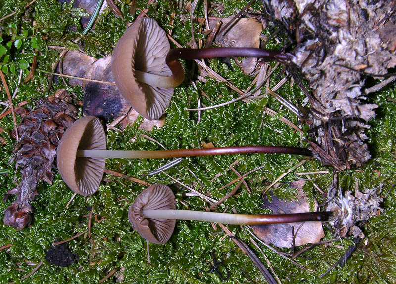 Marasmius cohaerens da confermare.